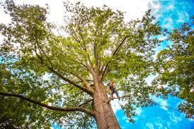 Professional Tree Services in Mount Gilead, NC